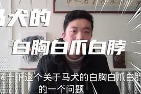 007-聊聊我对马犬白胸白爪白脖的看法视频封面