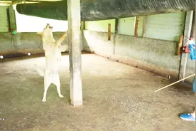 中华田园犬狂吠不止，凶狠猎性一下就出来！这牛棚里到底发现什么