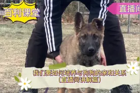 培养与狗狗的亲和关系讲解篇来啦视频封面