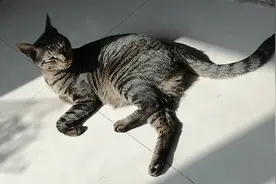 享受中午的日光浴，这样的猫生，你想要吗？