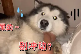 狗狗半夜瞪大了眼睛看着主人睡觉，把主人吓一跳，画面太搞笑了视频封面