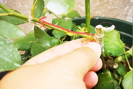 嫁接成活后，什么时候拿掉嫁接带合适？路兮用月季给大家详细讲解视频封面