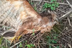 这么大一只国家二级保护动物老鹰，莫名其妙的死在山里视频封面
