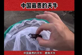 中国最贵的天牛，价值58万一只！视频封面