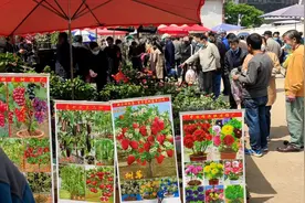 西安这个地方有买鲜花盆景的来这里逛的人挺多真是个好地方。视频封面