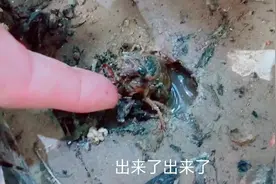 农村媳妇第一次抓爬叉，工具简单方法笨，一抓一个准，有口福了