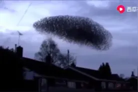 天空突然发现群鸟聚集乱飞，是在预示着什么吗？视频封面