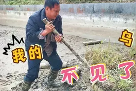 老地抽干鱼塘，发现养的乌龟不见了，忙活了半天还是找不到视频封面