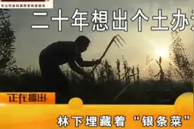 创造百万财富的野菜：“银条菜”(上)