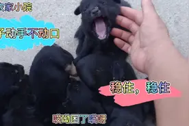 超凶的小奶狗，一碰他就炸毛了，他是在恐吓我。视频封面