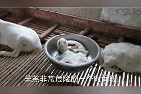 羊羔出生高死亡率，是怎样造成的！你有没有做好这些方面的准备？视频封面