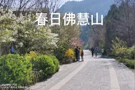 春日佛慧山，山花烂漫清新勃发视频封面