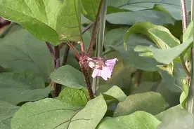 大棚茄子开花着果期落花的原因视频封面