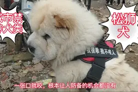 狗市发现一条城市禁养的成年松狮犬，除了小圆子，再无人敢靠近。视频封面