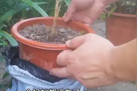 蚂蚁在花盆中筑巢怎么办？教你用最简、单实用的方法清除掉