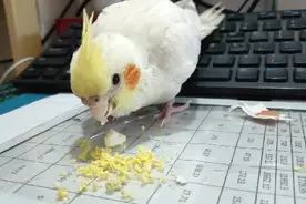 玄凤鹦鹉喜欢吃鸡蛋，每天吃一点补充营养！水果滋养丸都不喜欢吃视频封面