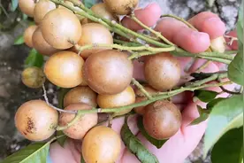 买来的黄皮吃剩的果核泡水三天，拿去播种就很容易生根