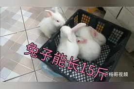5只兔子78元，活泼可爱能长15斤重，喂到过春节能吃上吗！