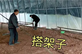 砍一些小柏树给鸡搭几个架子，晚上的时候鸡就可以栖息在架子上了视频封面