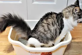 为什么很多猫咪拉完便便都会埋起来？网友：猫咪的心思你别猜