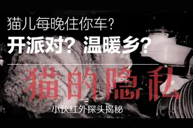 想知道每天野猫在你的发动机舱都干啥了？