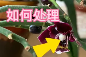 蝴蝶兰上长了白色虫子，该如何处理视频封面
