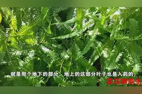 冻伤的位置，用芒萁来煮水热敷，治冻疮效果比较好