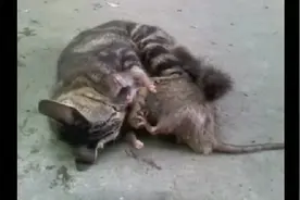 小猫捉大耗子视频封面
