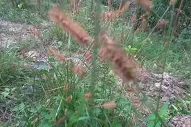 农村植物”狗尾草“，煮水喝对眼晴好，清肝明目，了解它的人不多视频封面