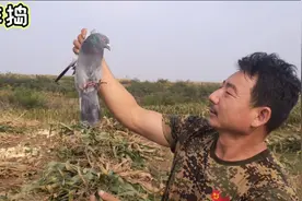 老李掰玉米时捉住一只奇怪的鸽子，腿上绑神秘数字铁环，怎么回事