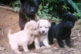 有妈的孩子像个宝，3只小土狗在狗妈妈体贴呵护下，又长大了视频封面