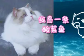 我是一条酸菜鱼（酸菜鱼之歌完整版）视频封面