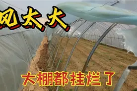 山东农村乍暖还寒突然挂起大风，大棚都刮烂了，棚里的大葱毁了！视频封面