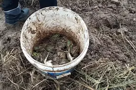 客户要30多斤青蛙农村父子俩冒着雨夹雪天气挖青蛙