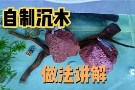 自己制作龟缸造景的沉木，自己的一个做法分享，欢迎大家批评指正视频封面