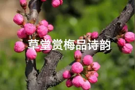 人日游草堂，翰墨伴梅香视频封面