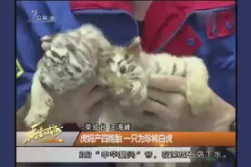 荣成动物园喜添珍稀白虎，获央视媒体广泛关注视频封面
