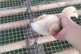 完整记录鸭子成长周期，第八天视频封面