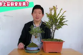 苔藓爱发黄枯死，不要着急扔掉，做到这些轻松救活苔藓视频封面