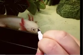 哈哈哈哈哈！鱼最后反应：哥？？？你干嘛呢？视频封面