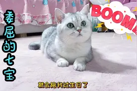 主人忘记了猫咪的两岁生日，猫咪哭的好伤心视频封面