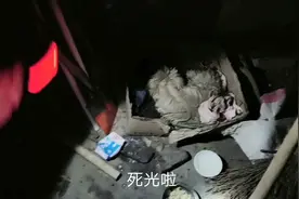 母狗生出来小狗都死了，不知道到为何？主人看见它可怜先给它喝奶