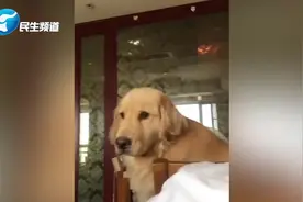 狗子这么善解人意的小可爱，居然也会生气？