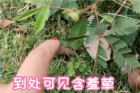 东北夫妻在汕尾看到路边的含羞草，特别喜欢，它适合在室内养吗