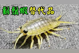 海钓鱼饵，晚上如何扫海蟑螂！