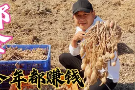 收益6000元一亩的中草药，种植9个月就可卖钱了，比种红薯还简单视频封面