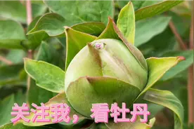 世界牡丹看中国，中国牡丹园看菏泽 ，想看牡丹关注我视频封面