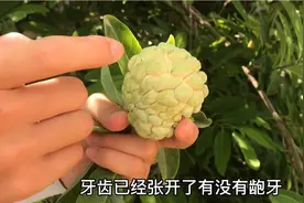 海南水果季呆呆不用买水果，三天两头摘番荔枝，这也太爽了吧视频封面