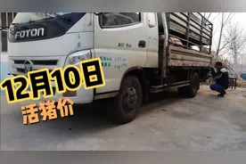 看看昨天的生猪价格是多少，潍坊地区的视频封面