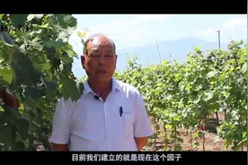 这样做葡萄增益还丰产？村主任现场揭秘，葡萄小镇的致富史！